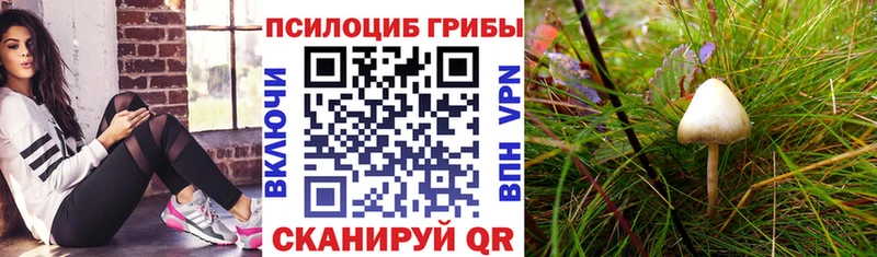 kraken вход  хочу наркоту  Мичуринск  Псилоцибиновые грибы MAGIC MUSHROOMS 