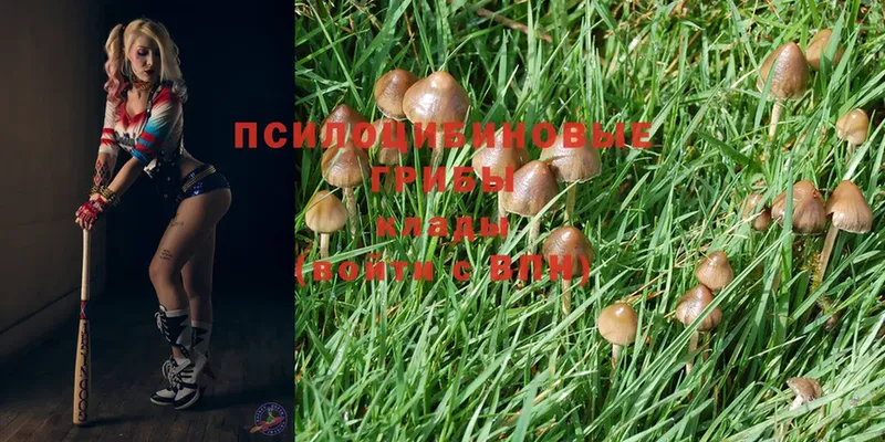 Псилоцибиновые грибы MAGIC MUSHROOMS  дарнет шоп  Мичуринск 